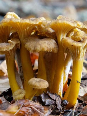 Carte Chanterelle en tube