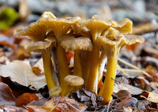 Carte Chanterelle en tube